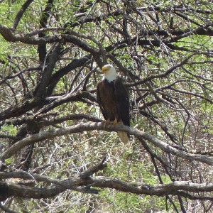 Bald Eagle