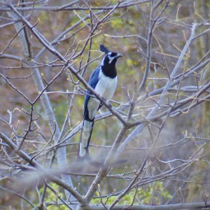 Black-throated Magpie Jay