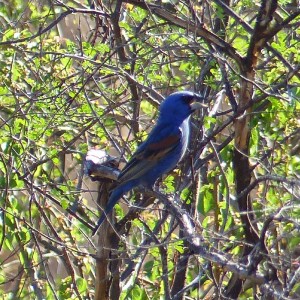 Blue Grosbeak