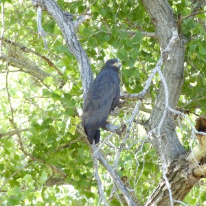 Common black hawk