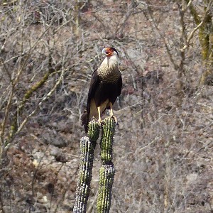 Crested Caracara