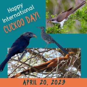 Cuckoo Day