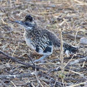 Lesser Roadrunner