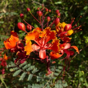 Mexican Bird of Paradise