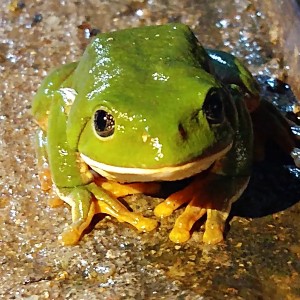 Mexican leaf frog