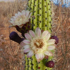 Organ Pipe Cactus