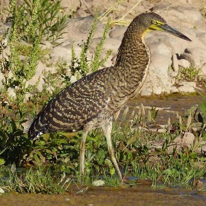 Bare-throated Tiger Heron