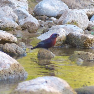 Varied Bunting