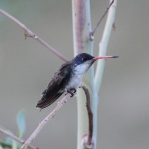 Violet crown hummingbird