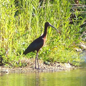 White faced Ibis