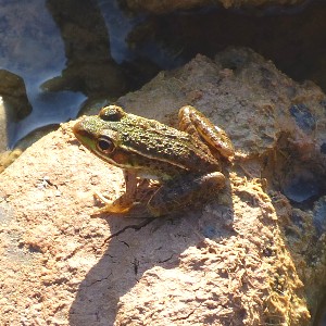 leopard frog